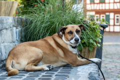 Sommerfest_20220811_19229