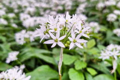 20240425_Bruchkoebeler-Wald_150127