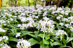 20240425_Bruchkoebeler-Wald_150150