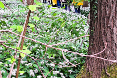 20240425_Bruchkoebeler-Wald_150730