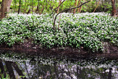 20240425_Bruchkoebeler-Wald_151059