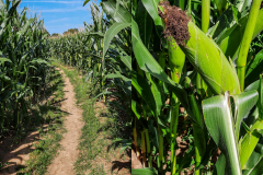 20240822_Maislabyrinth_211303