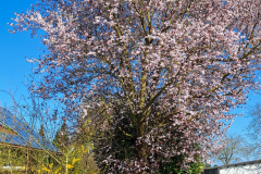 20250327-OIsgh-Ravolzhausen-Ullmann_152754