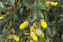 20250828_Butterstadt_161343