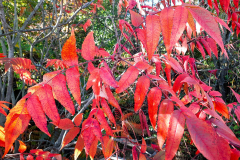 20251023_Krebsbachaue_57702