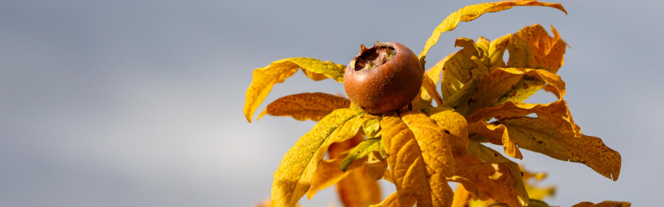 20231015_Startseite Herbst Mispel_26726