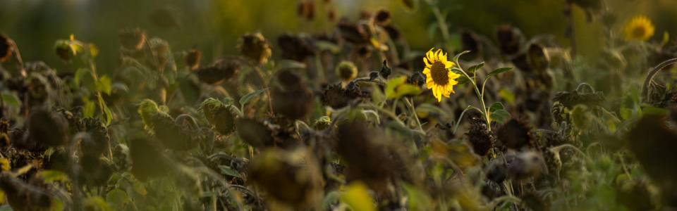 20250907_Startseite Sonnenblume_05403