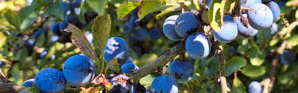 20250920_Startseite Schlehen_123809